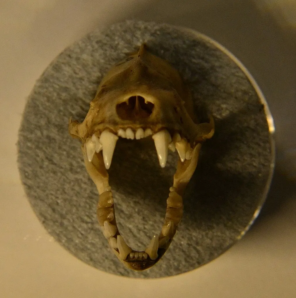 Burke Museum of Natural History and Culture