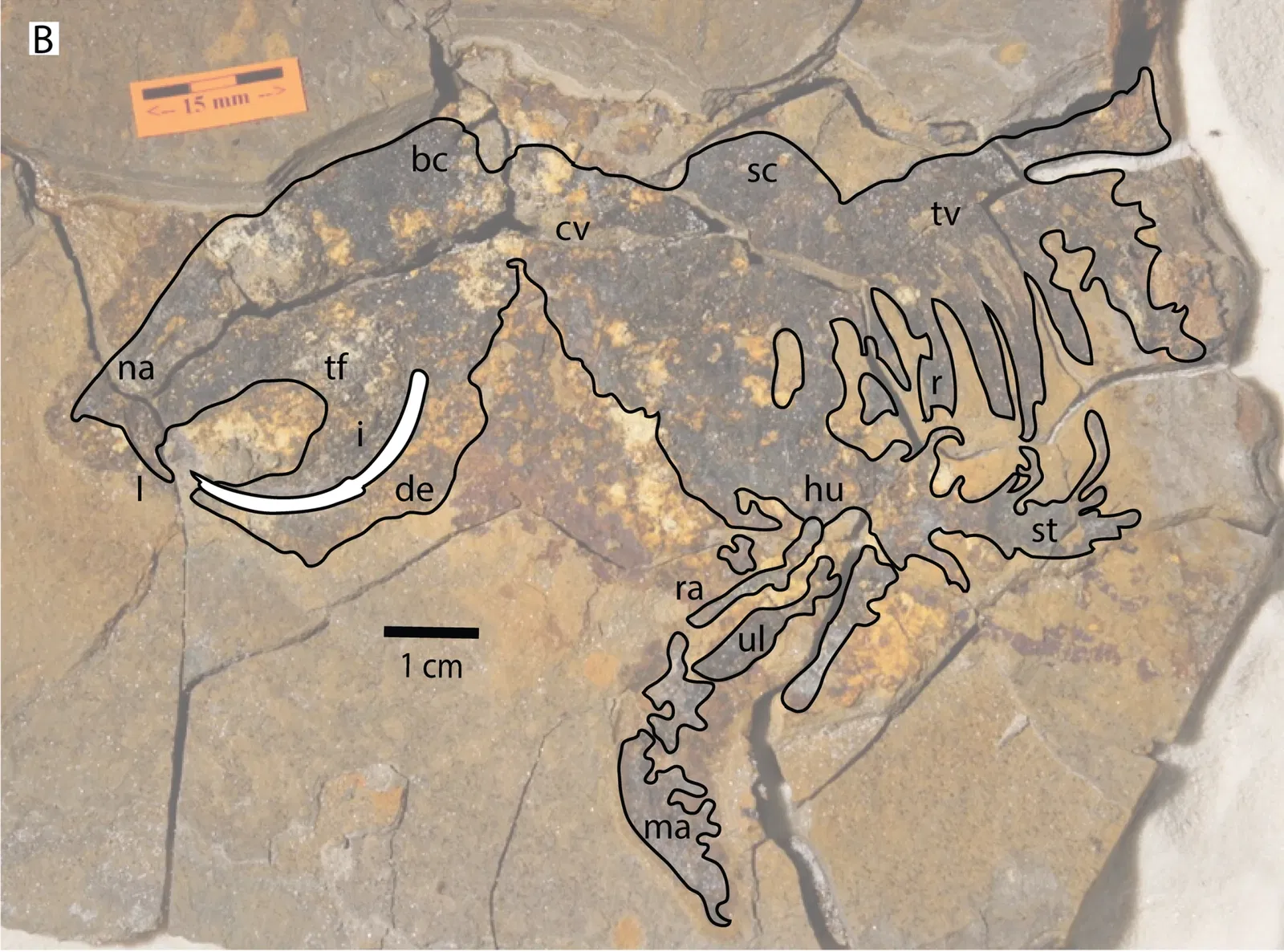 Burke Museum of Natural History and Culture