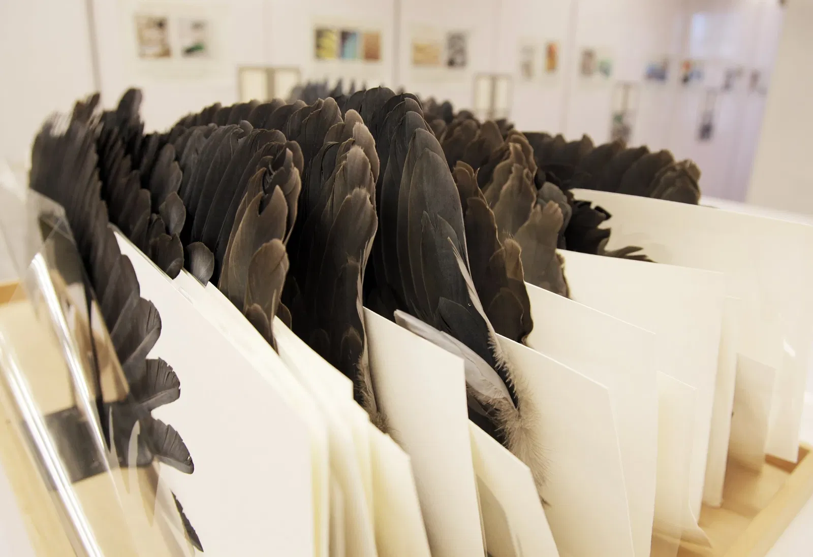 Musée Burke d'histoire naturelle et de culture