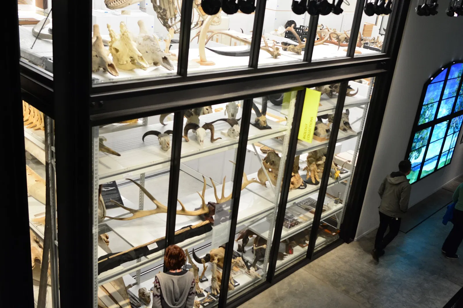 Musée Burke d'histoire naturelle et de culture