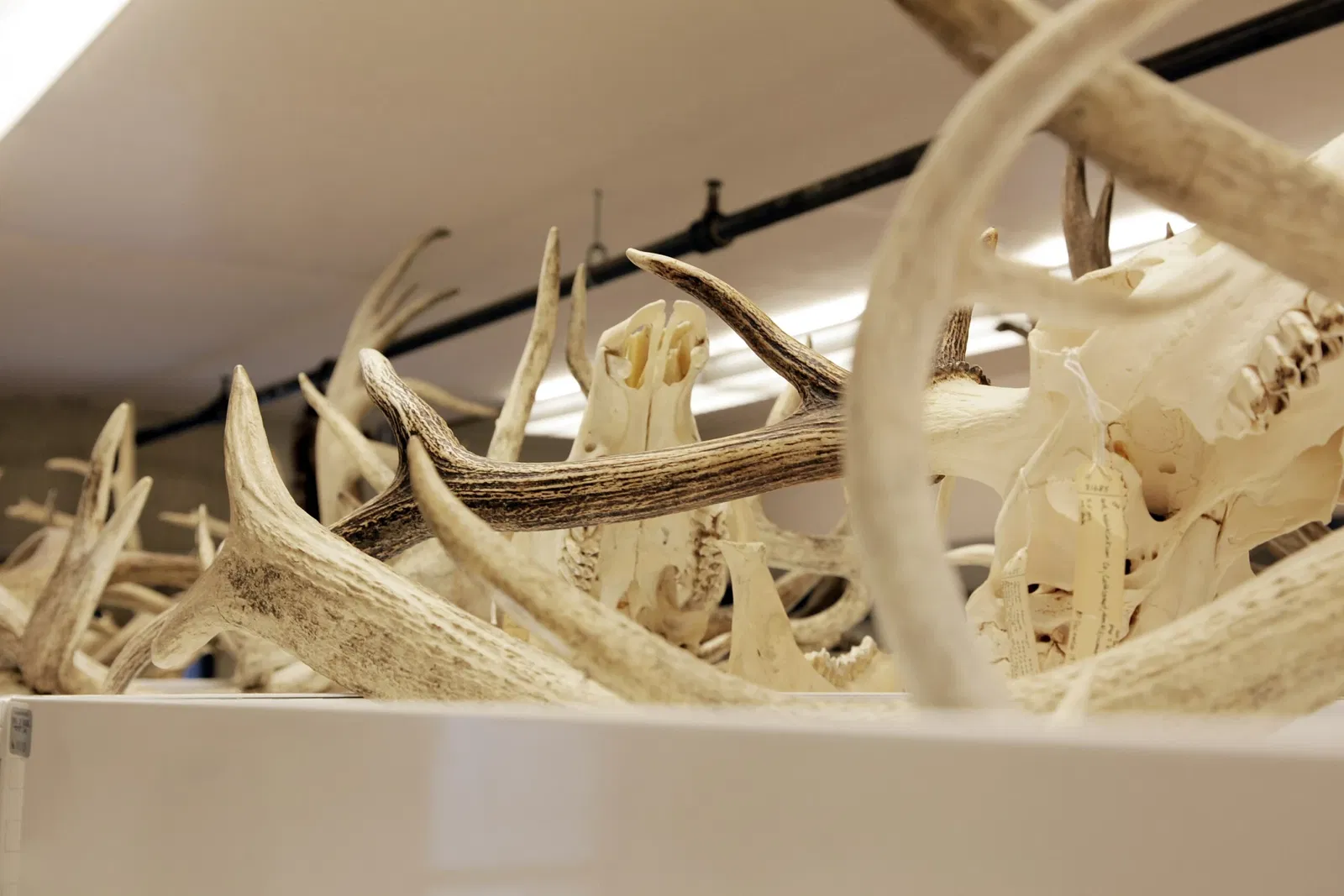 Burke Museum of Natural History and Culture