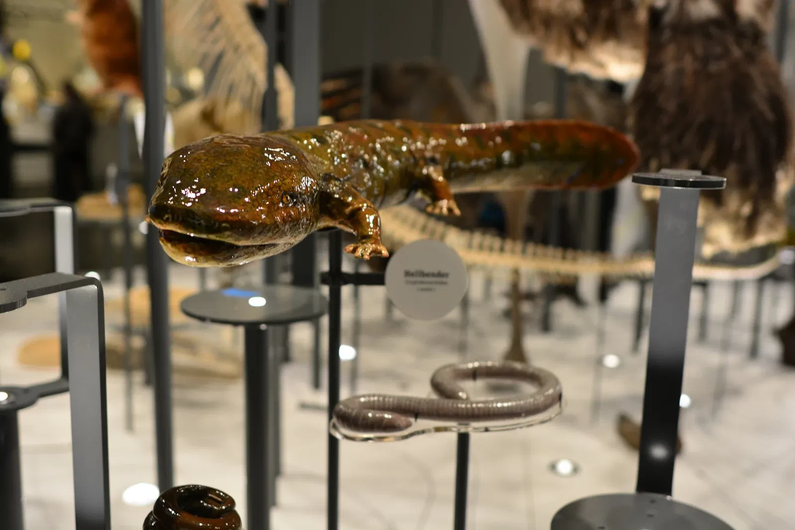 Burke Museum of Natural History and Culture