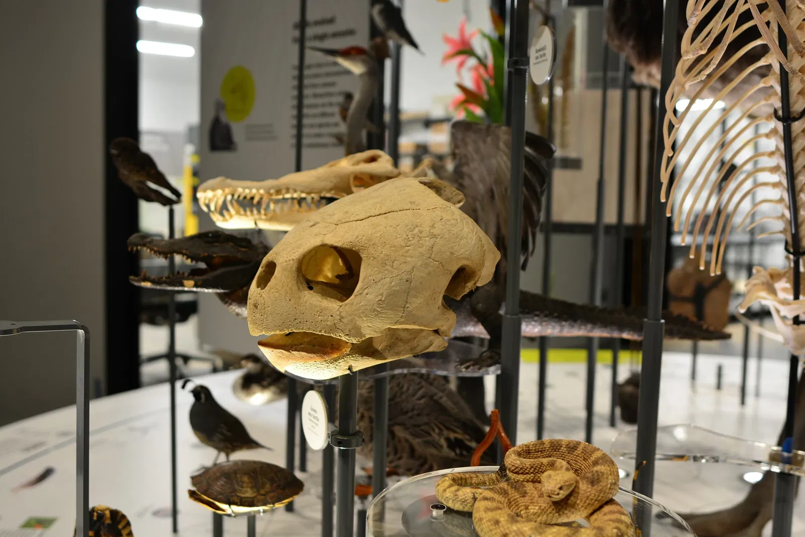 Burke Museum of Natural History and Culture