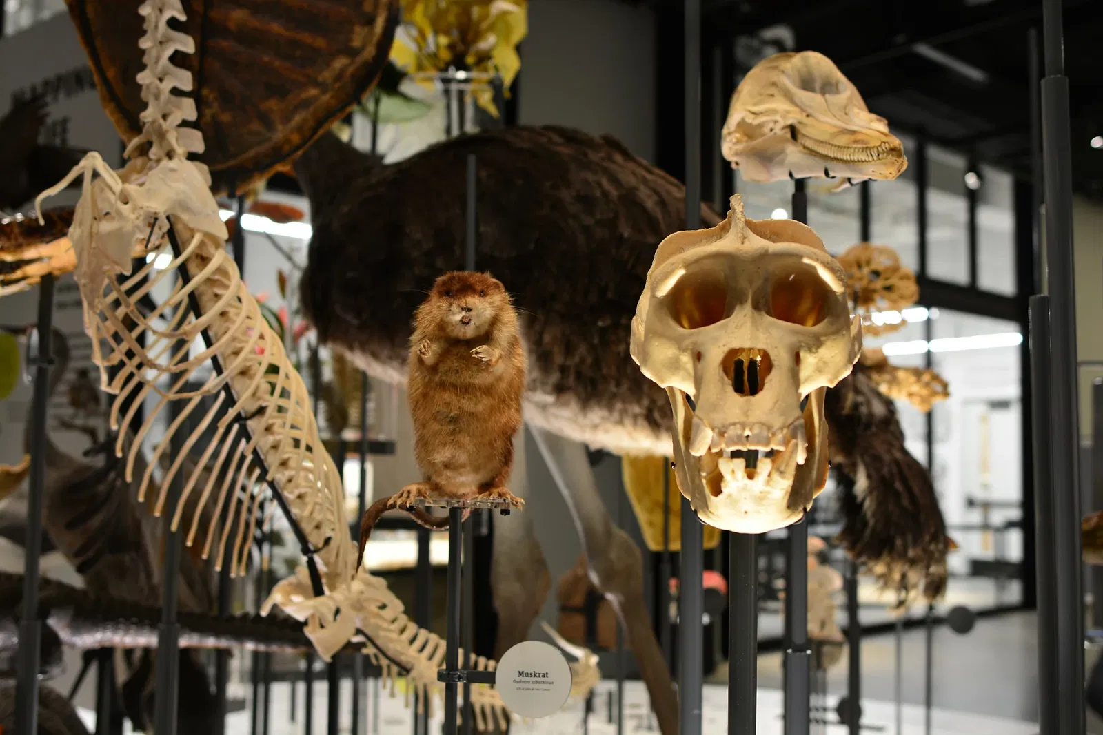 Musée Burke d'histoire naturelle et de culture