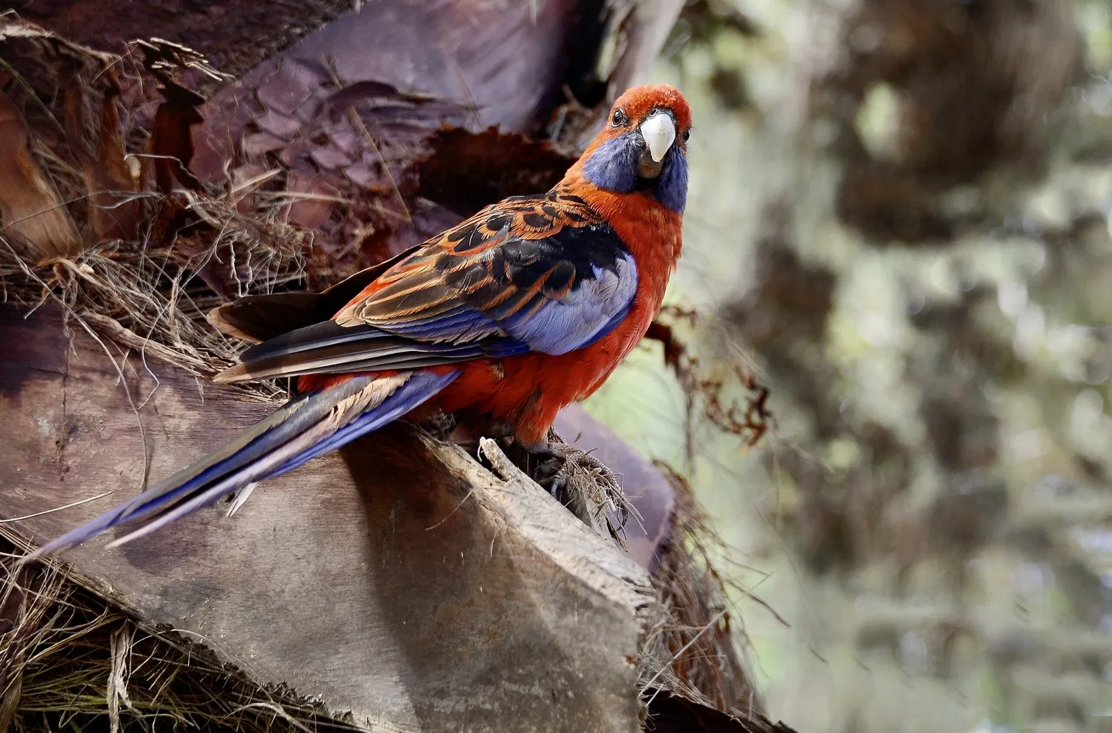 Quinta das Palmeiras