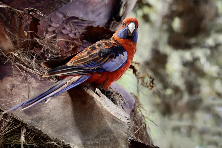 Quinta das Palmeiras