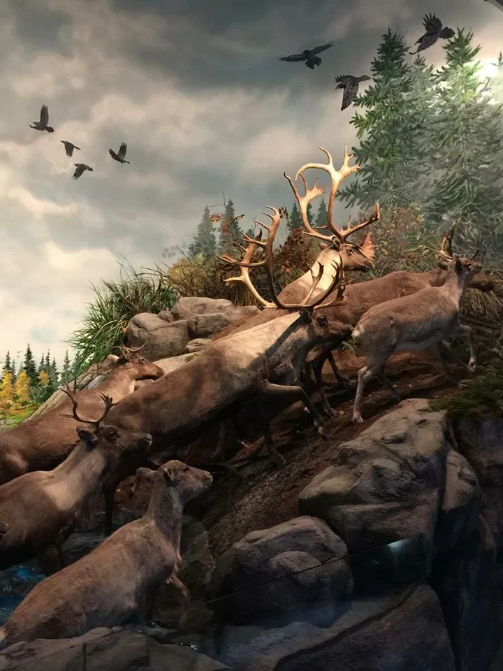 Wonders Of Wildlife National Museum & Aquarium