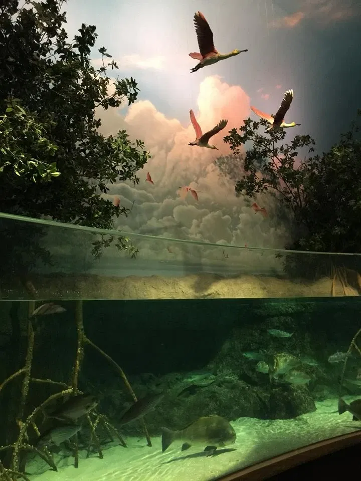 Wonders of Wildlife Museum & Aquarium