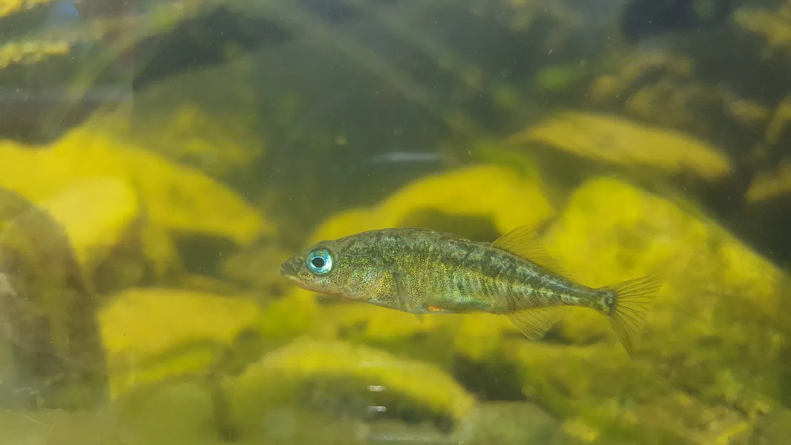 Palo Alto Junior Museum and Zoo