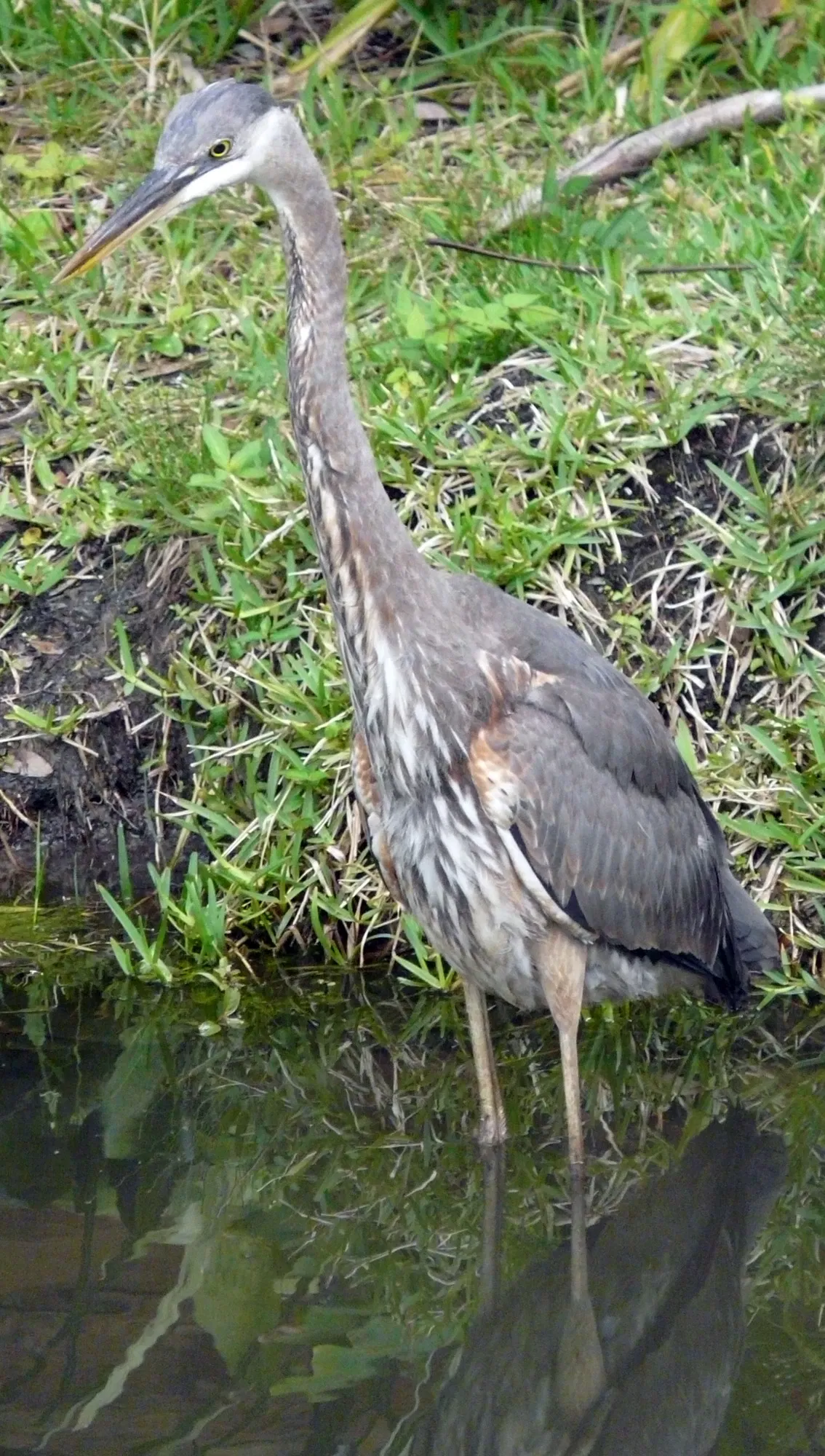Central Florida Zoo & Botanical Garden