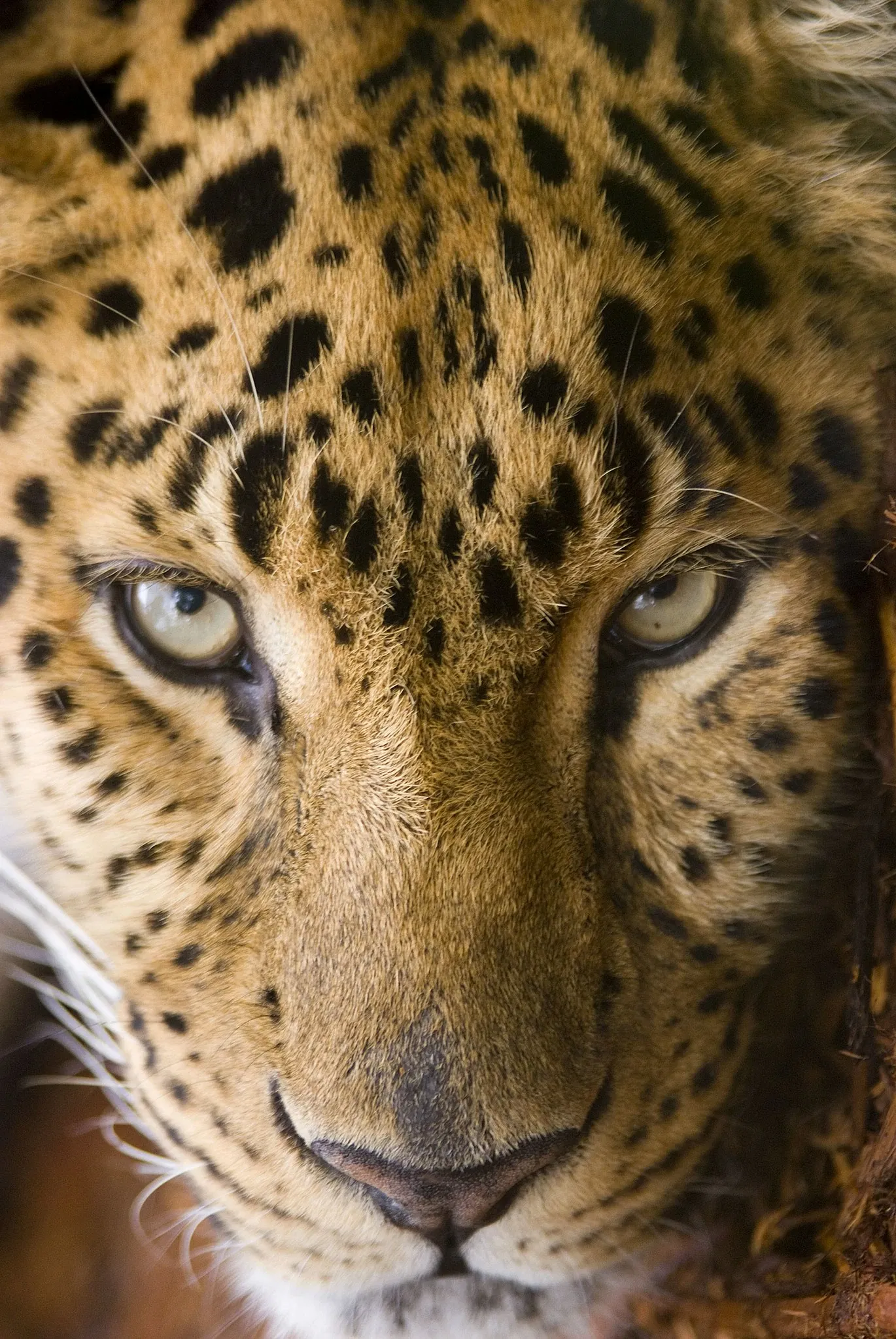 Central Florida Zoo & Botanical Garden