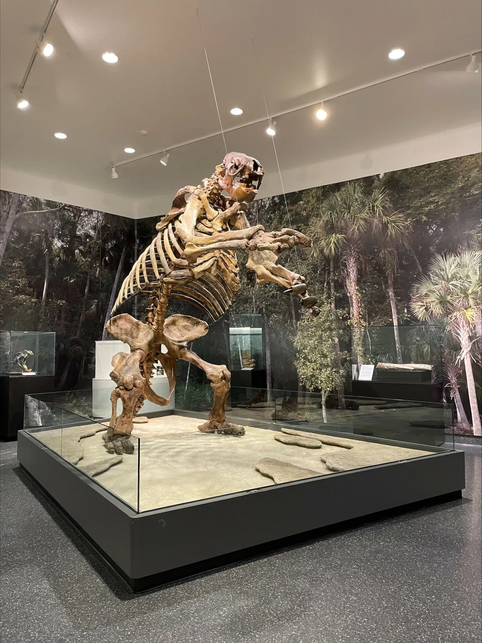 Museum of Arts & Sciences