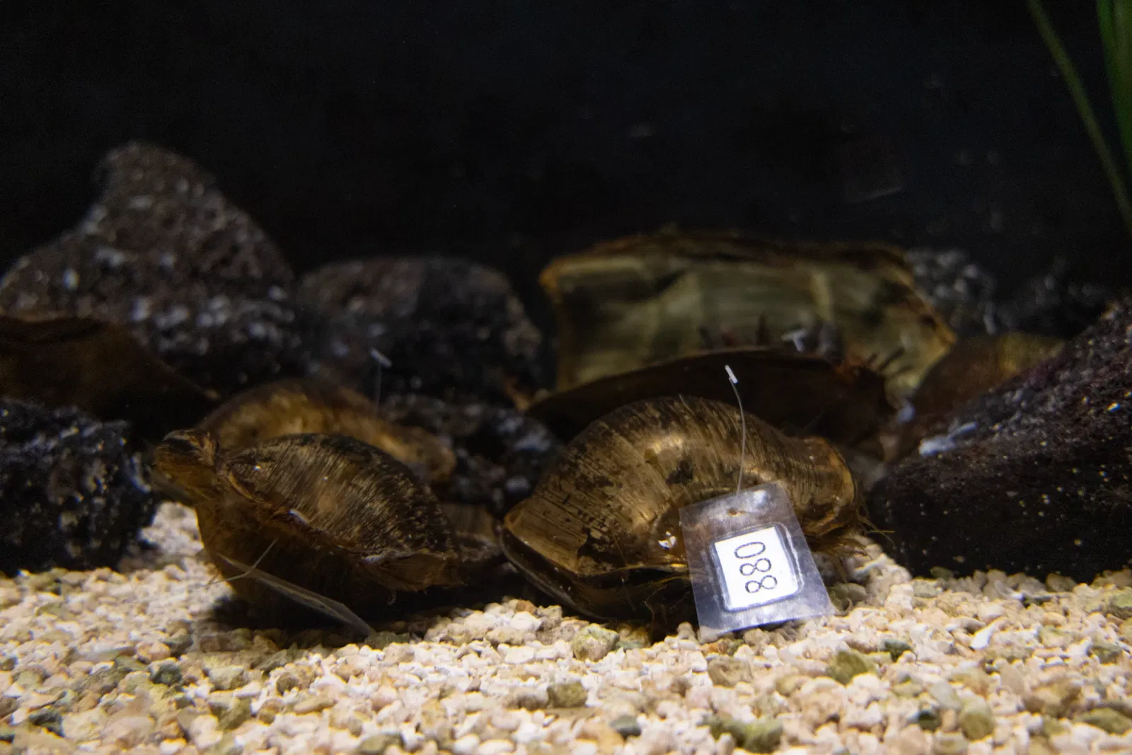 Aquarium du Pacifique