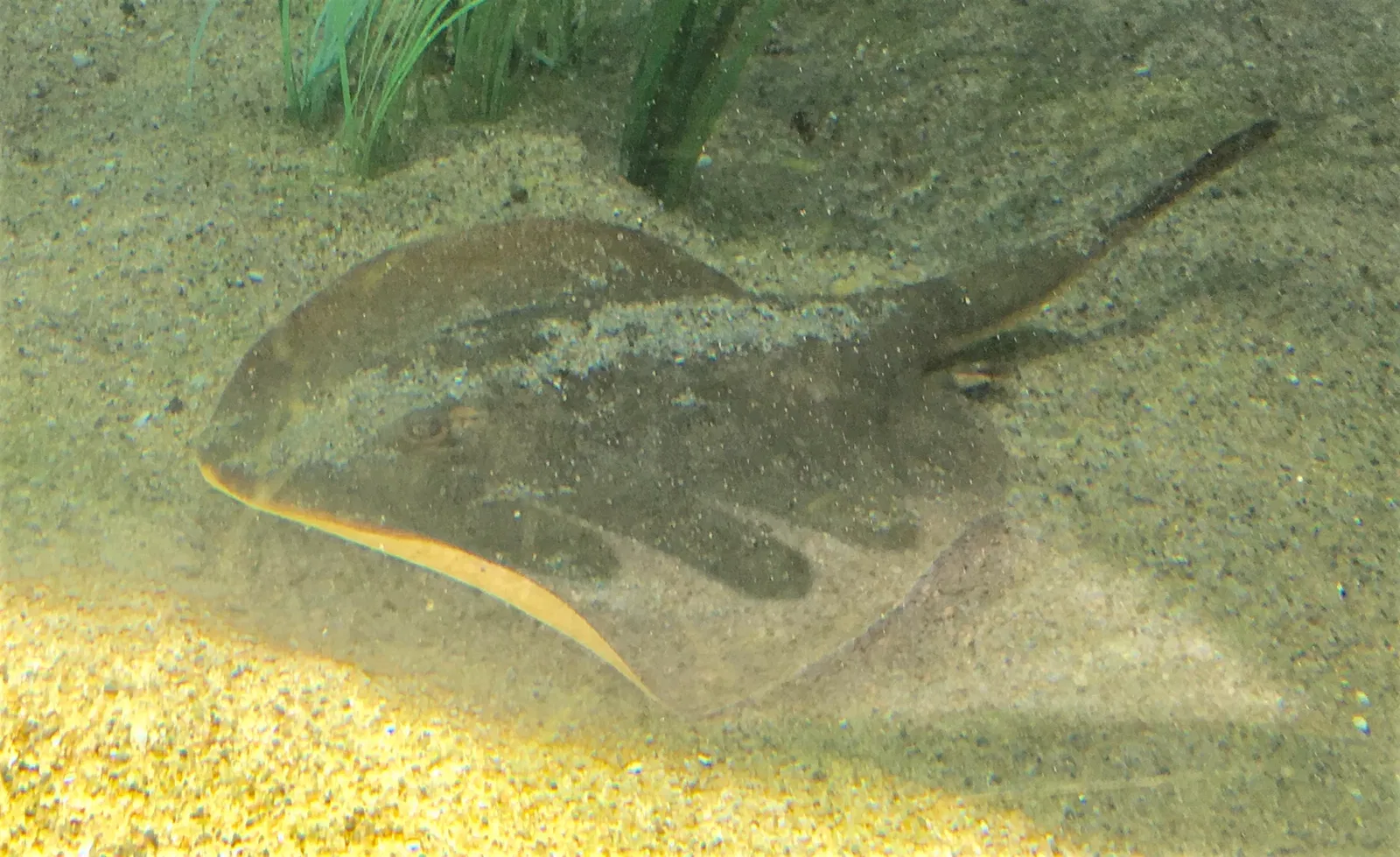 Acuario del Pacífico