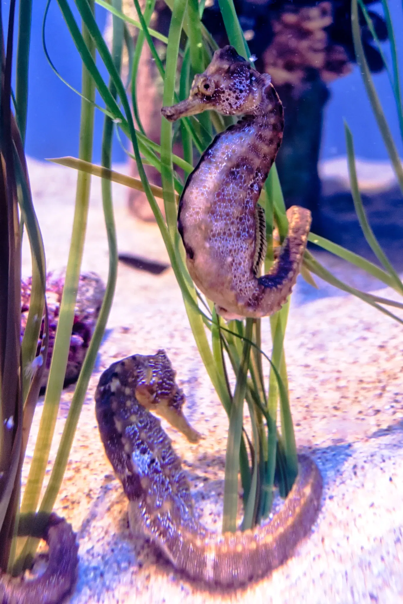 Acuario del Pacífico