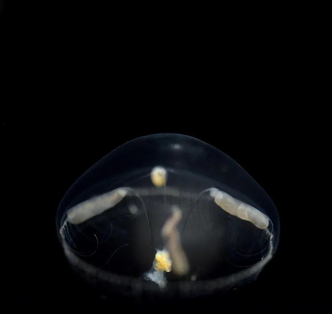 Aquarium du Pacifique