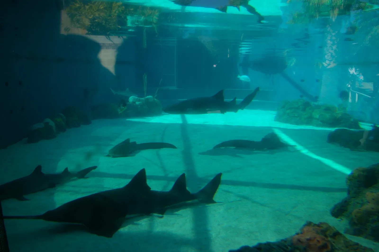 Acuario del Pacífico