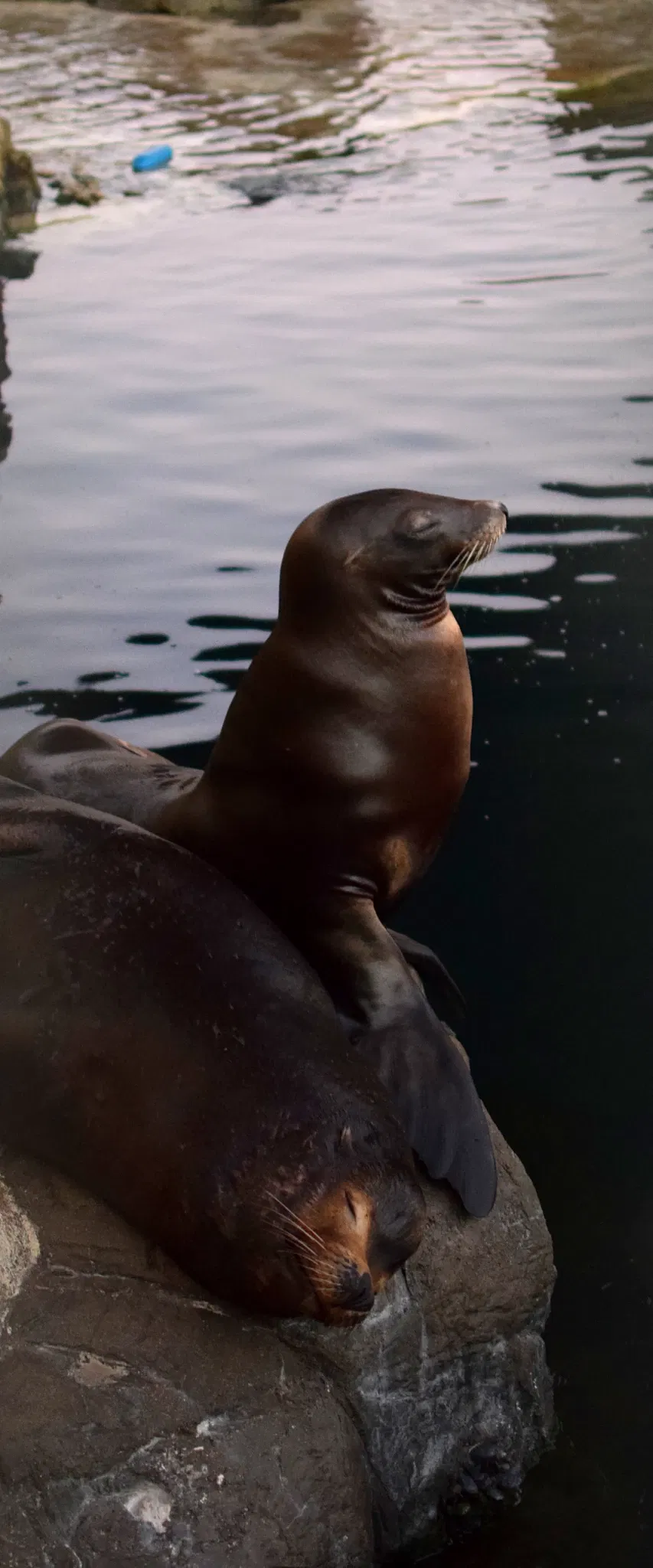 Acuario del Pacífico