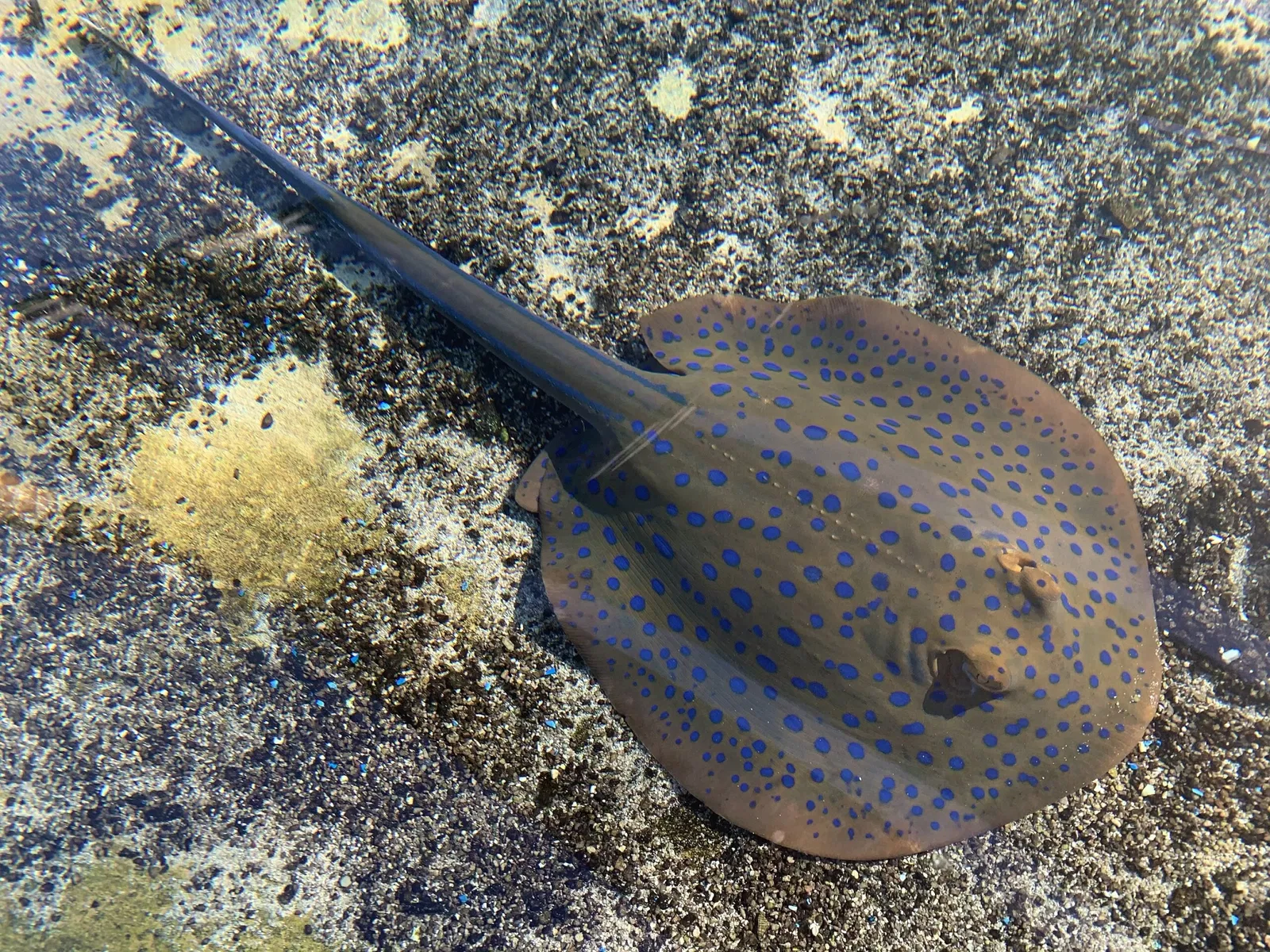 Aquarium du Pacifique