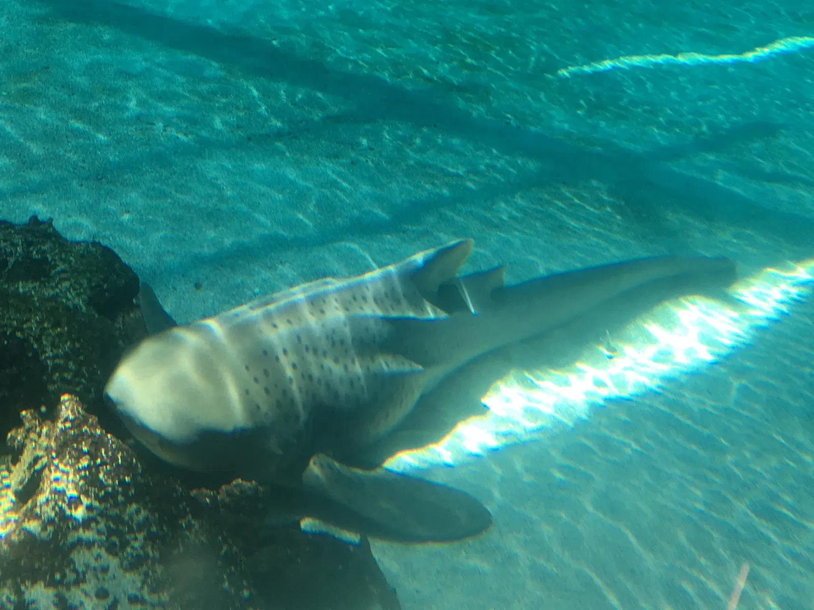 Acuario del Pacífico