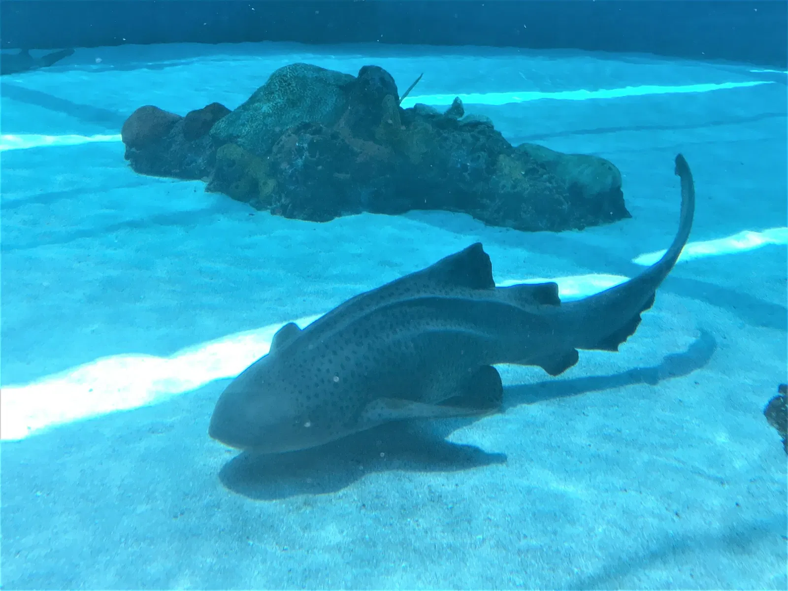 Acuario del Pacífico