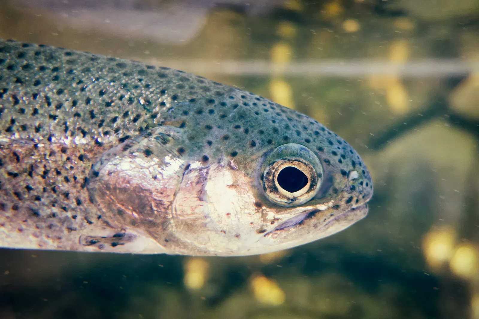 Acuario del Pacífico