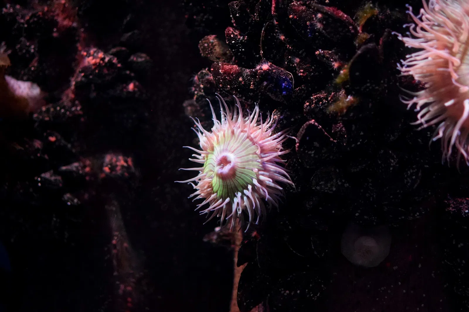 Aquarium of the Pacific