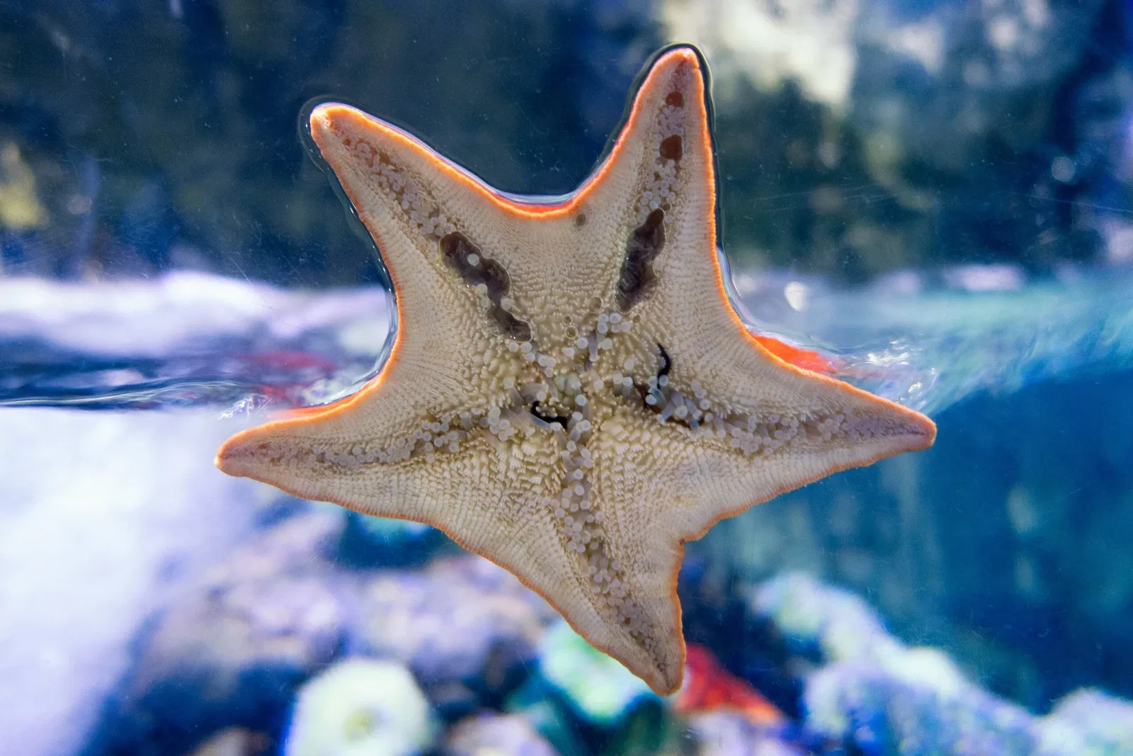 Acuario del Pacífico