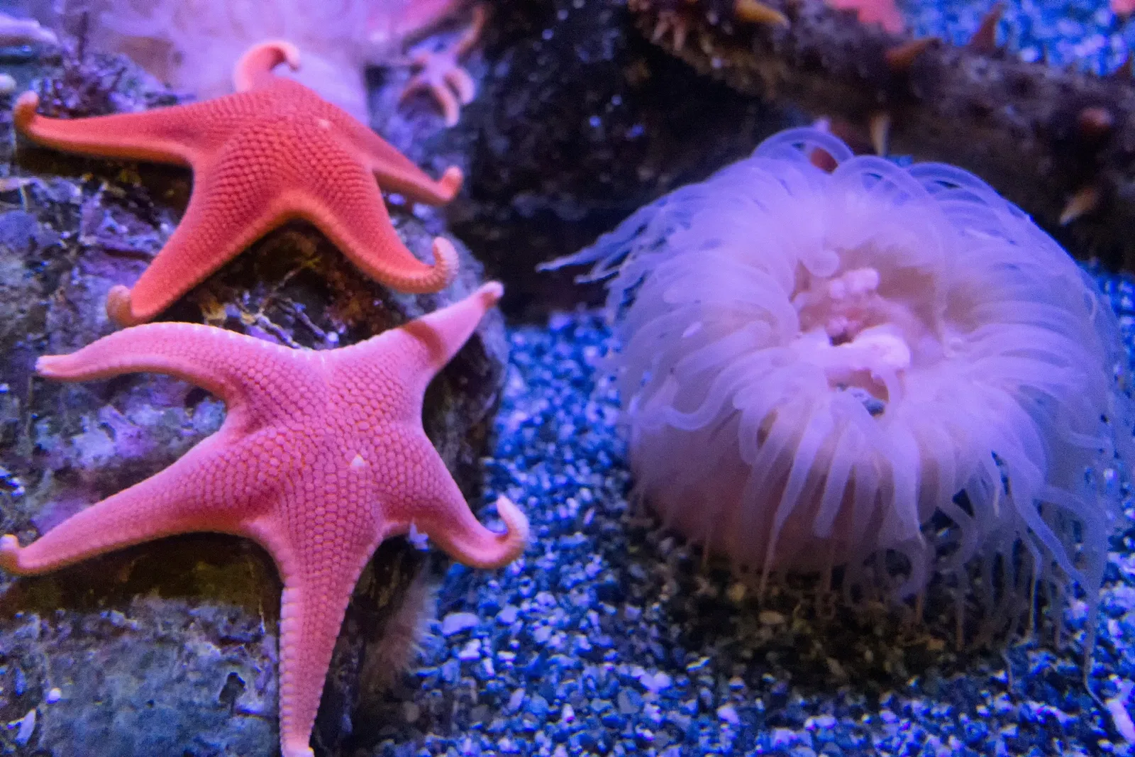 Aquarium du Pacifique