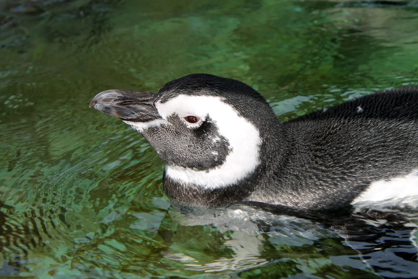 Aquarium du Pacifique