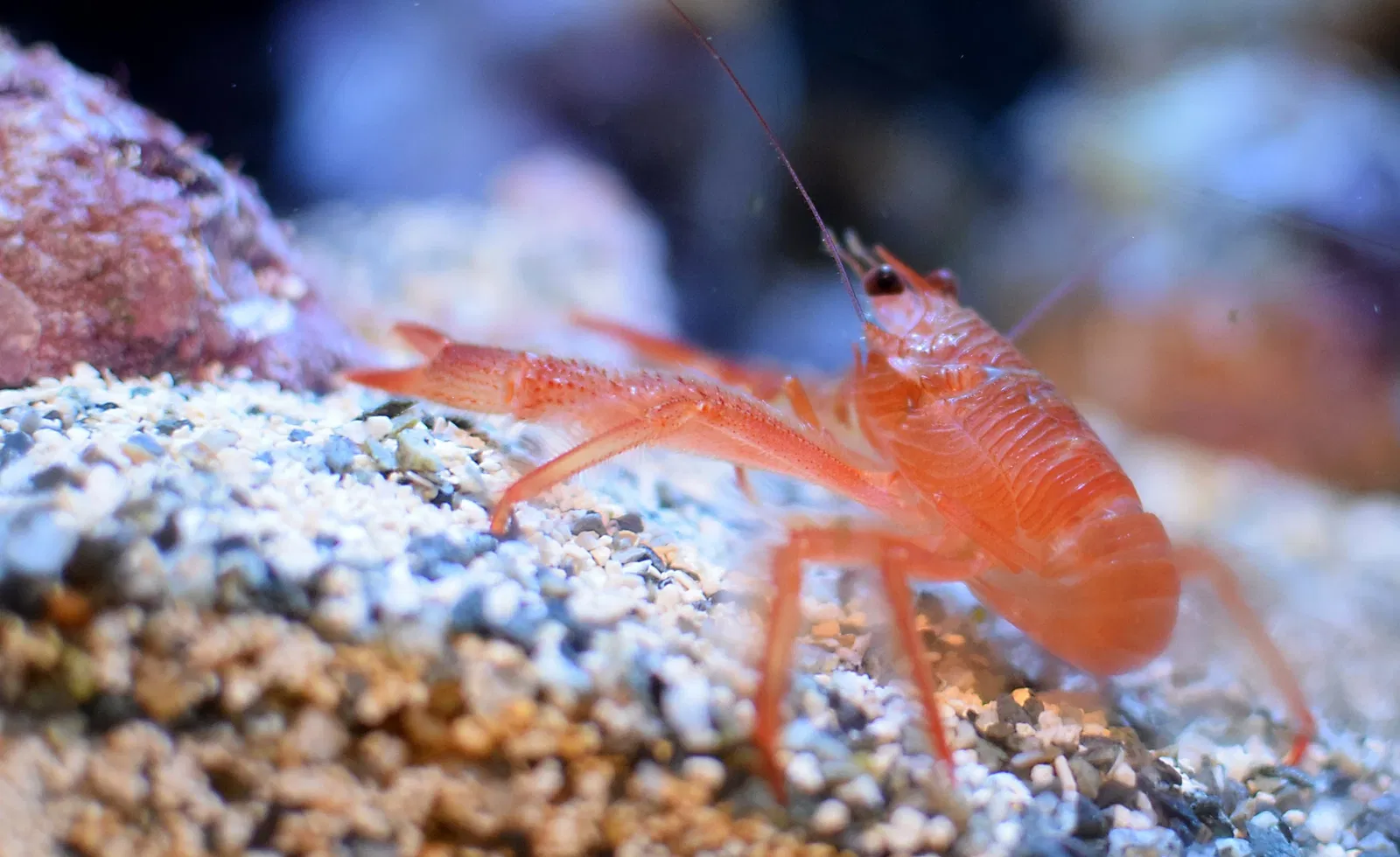 Aquarium du Pacifique