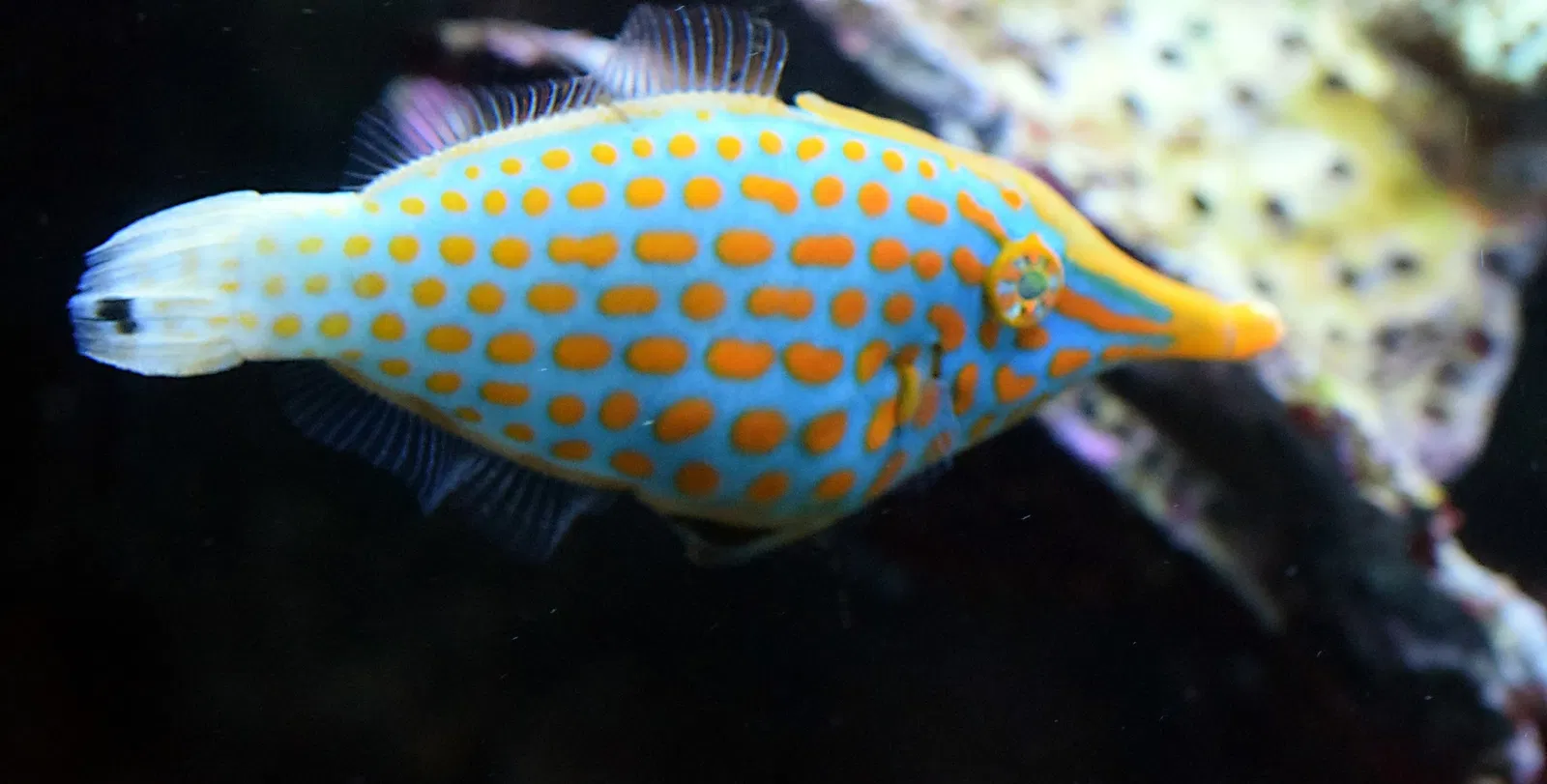 Aquarium of the Pacific