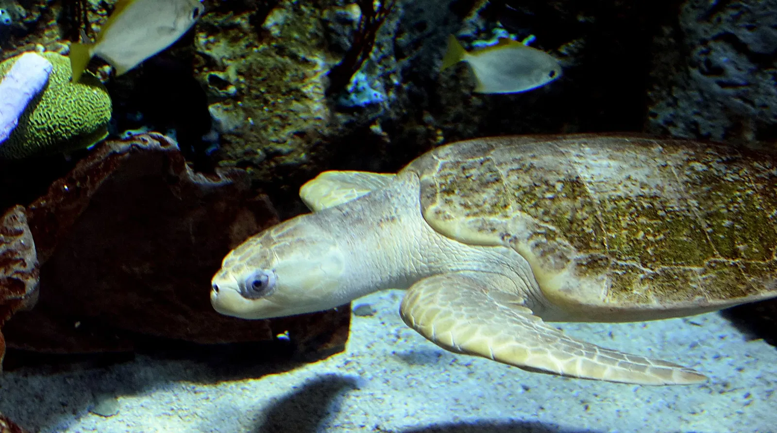 Acuario del Pacífico