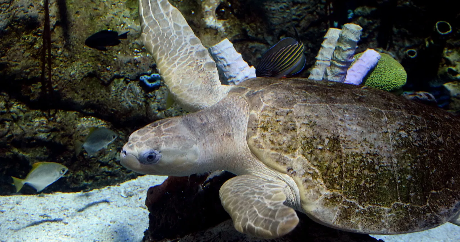 Acuario del Pacífico