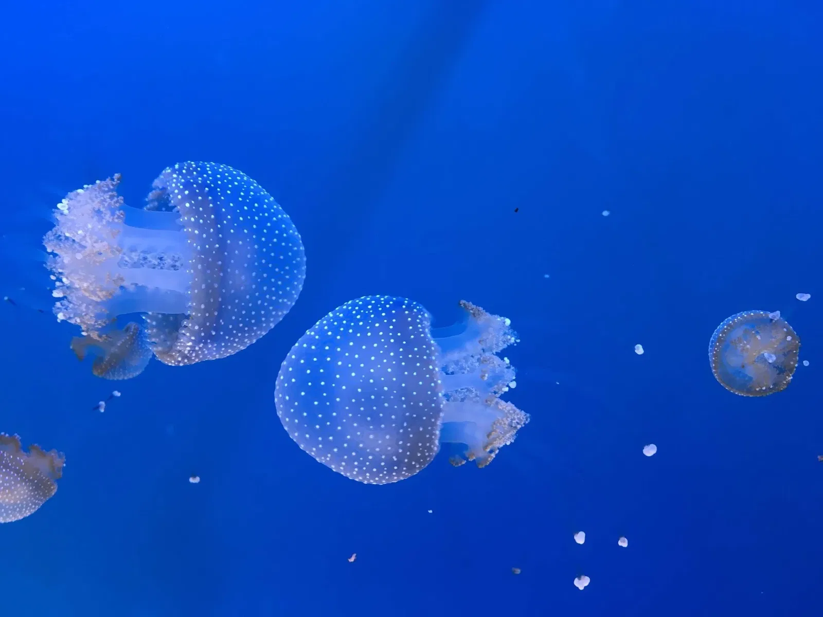 Aquarium of the Pacific