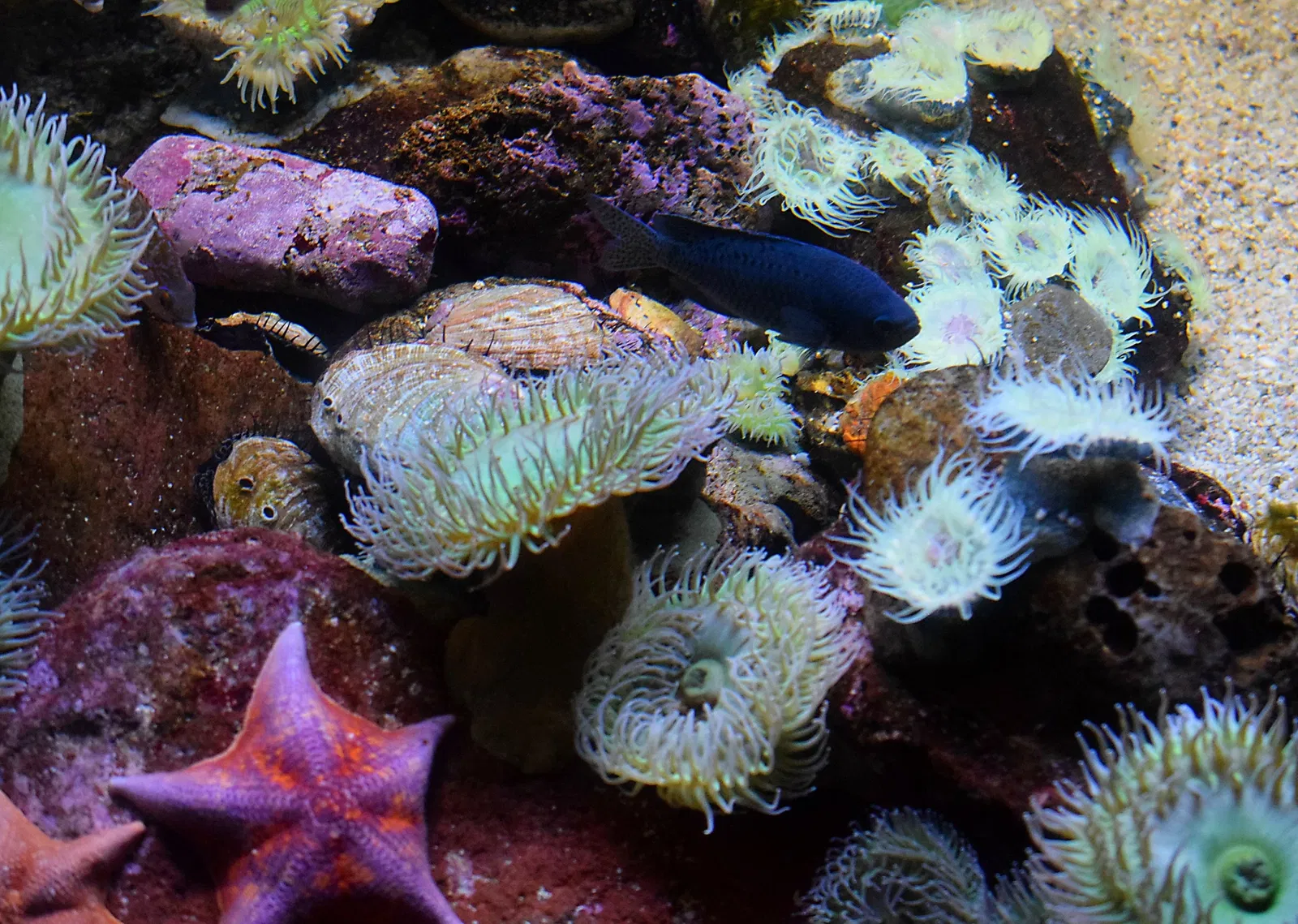 Acuario del Pacífico