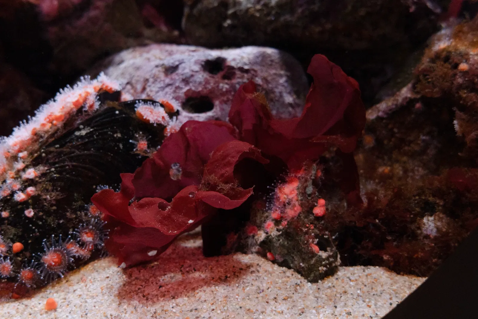 Aquarium of the Pacific