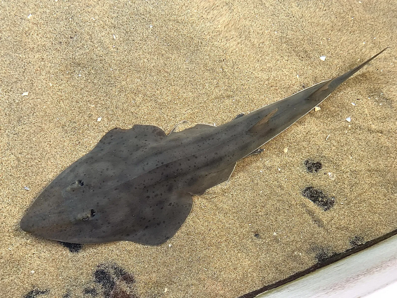 Aquarium du Pacifique