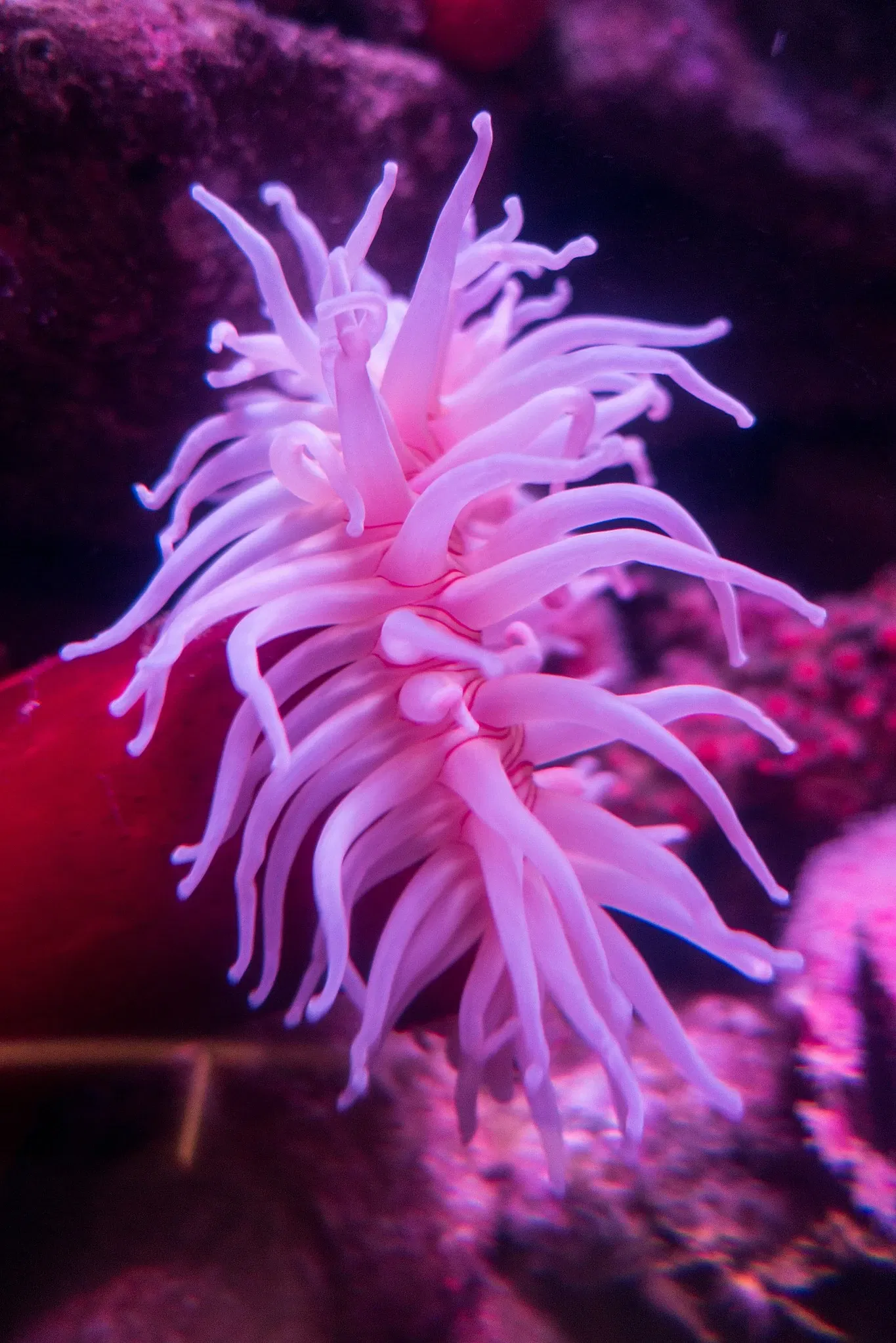 Aquarium of the Pacific