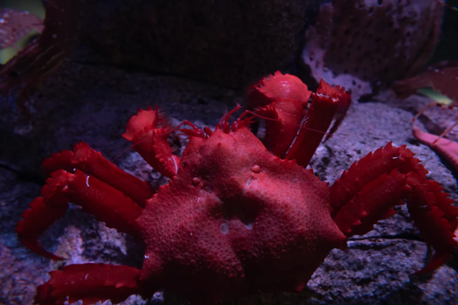 Aquarium of the Pacific