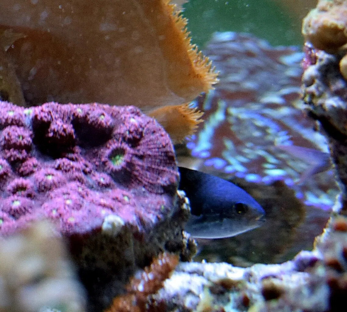 Aquarium du Pacifique