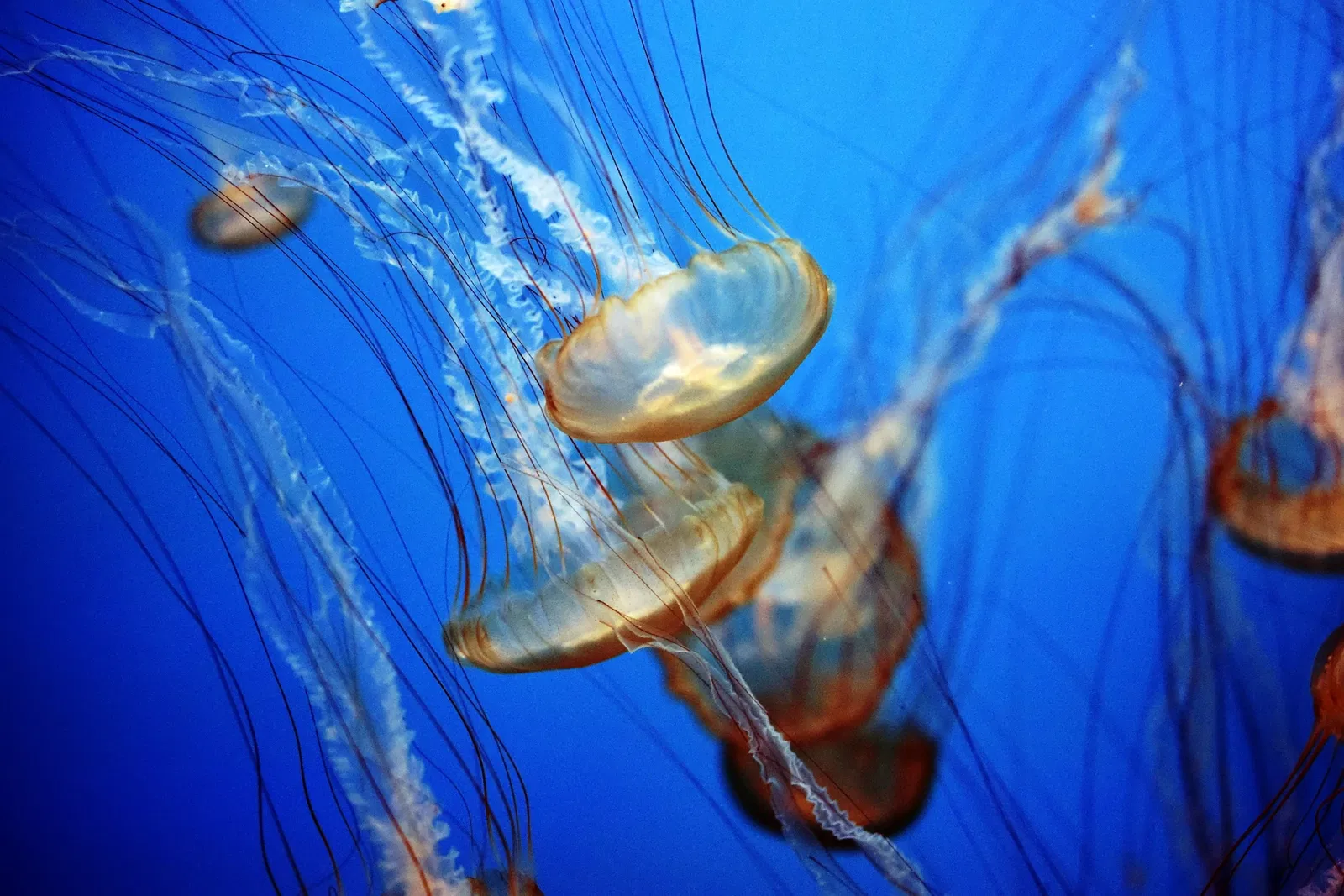 Aquarium of the Pacific