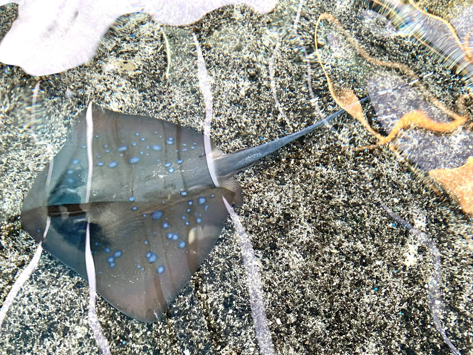 Acuario del Pacífico