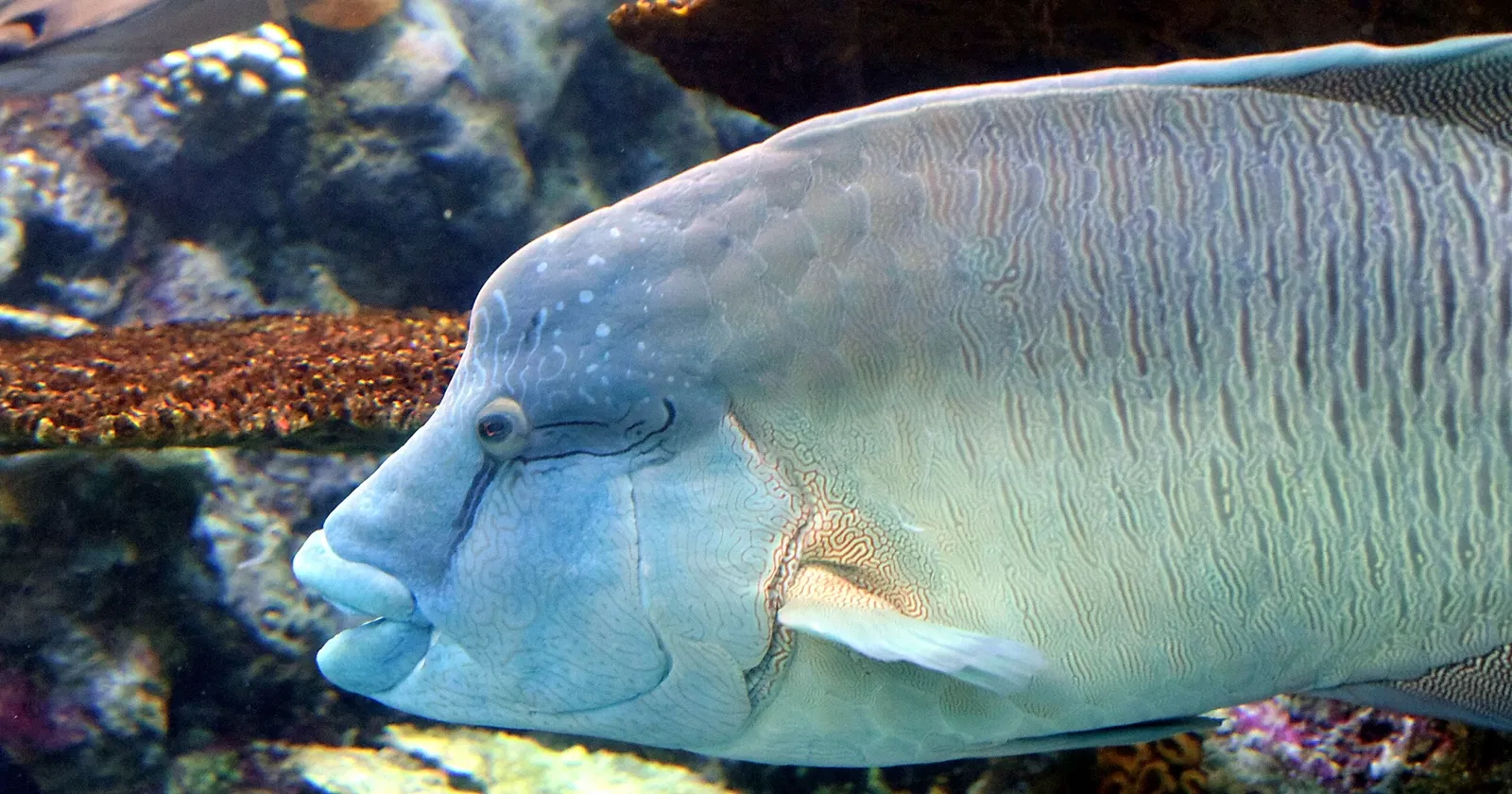 Acuario del Pacífico