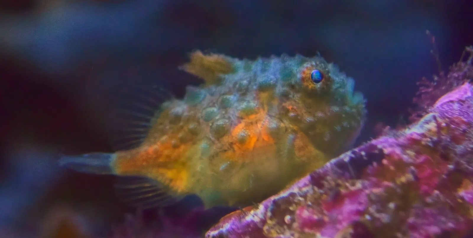 Aquarium du Pacifique