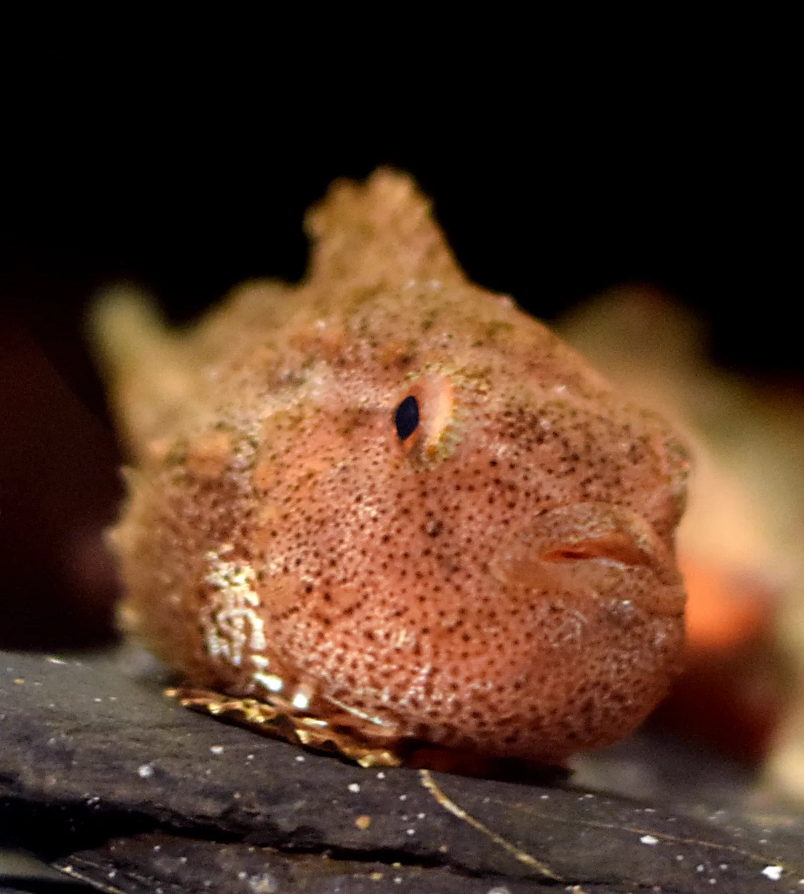 Acuario del Pacífico