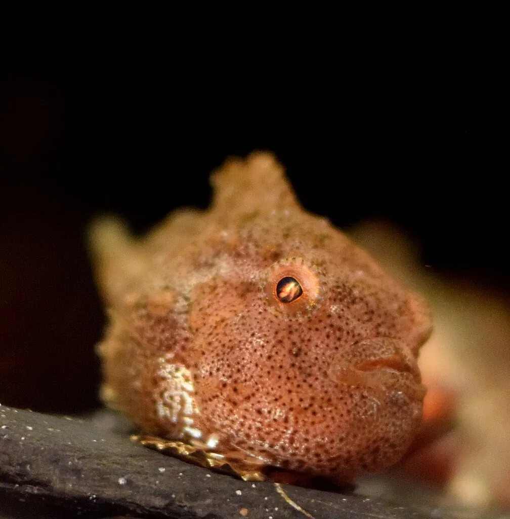 Acuario del Pacífico