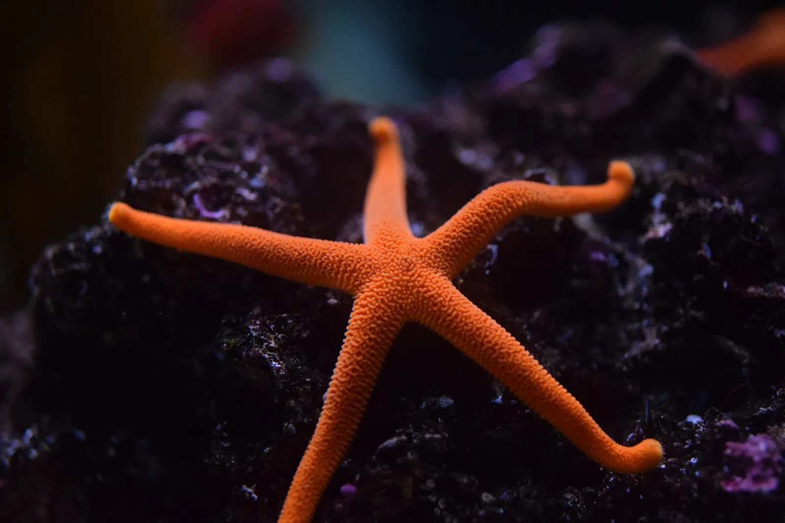 Aquarium of the Pacific