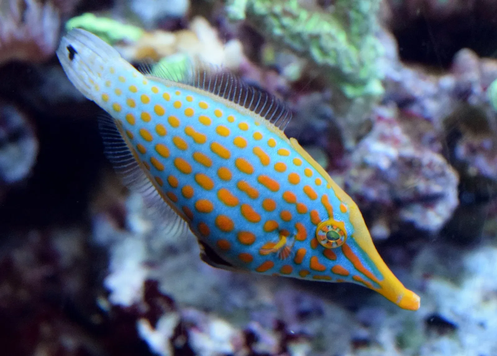 Aquarium of the Pacific