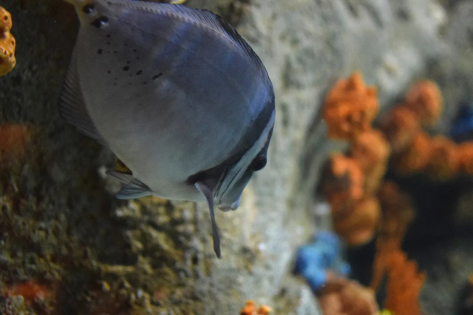 Aquarium of the Pacific